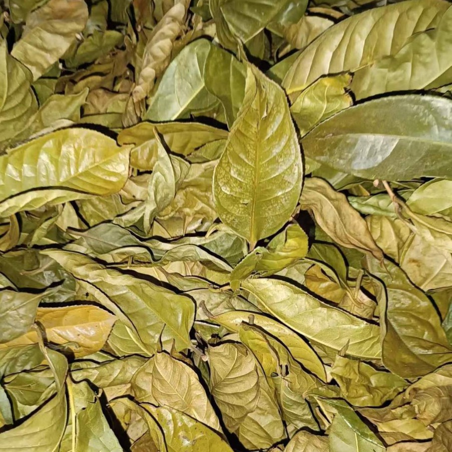 广西防城港金花茶干叶原生态100年老树叶茶厂直供大量批发-阿里巴巴