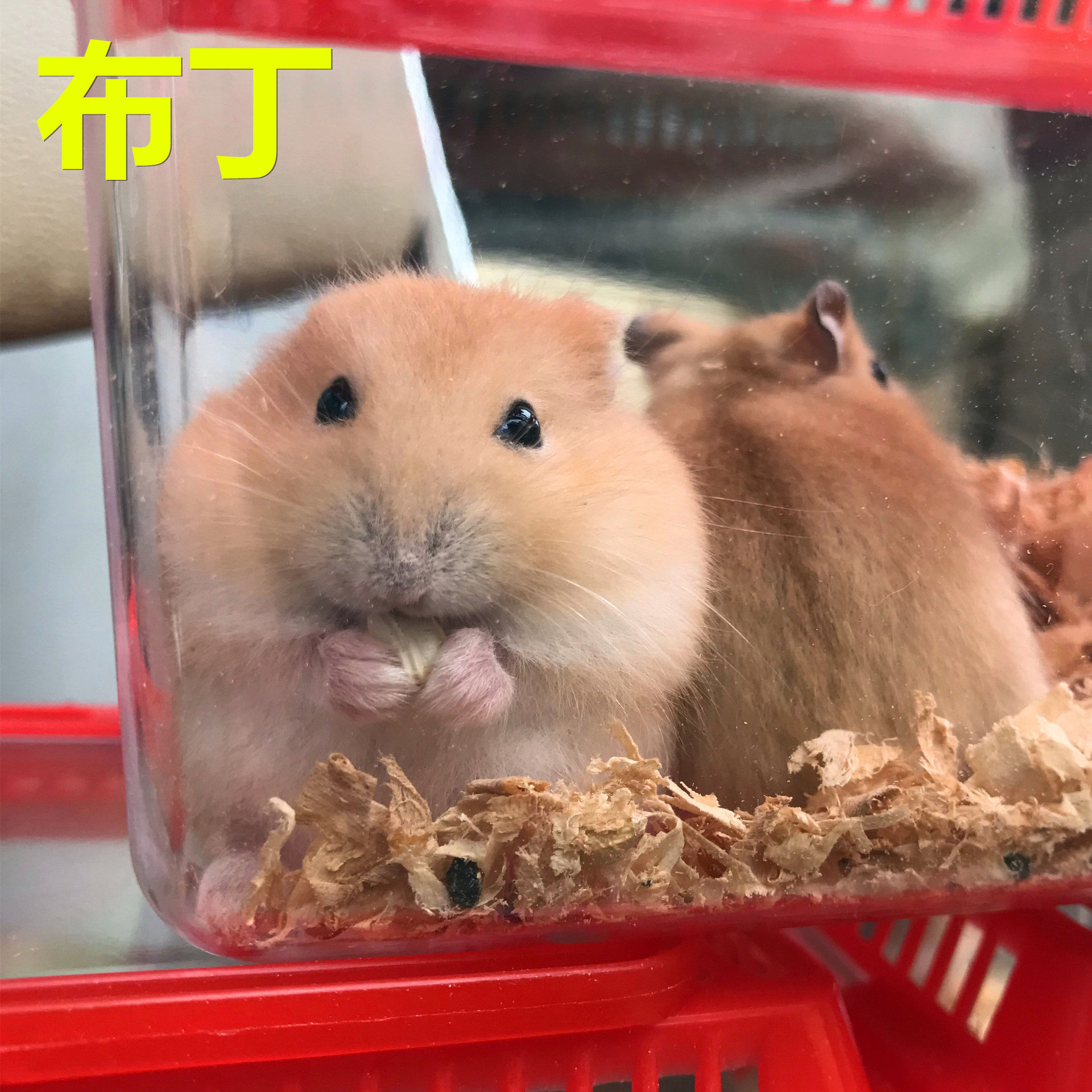 小仓鼠宠物活体小动物一只金丝熊三线仓鼠宝宝幼崽情侣一对包活