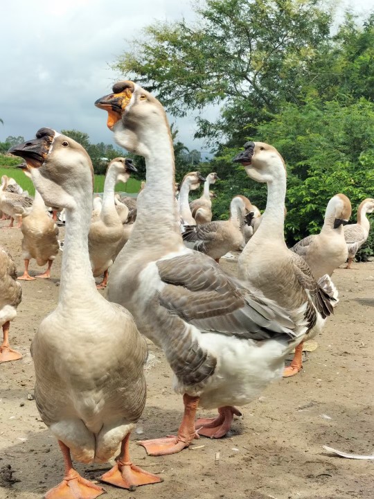 广东潮汕正宗纯种特大挂脖狮头鹅出壳二三两20斤巨型珍禽养殖包邮