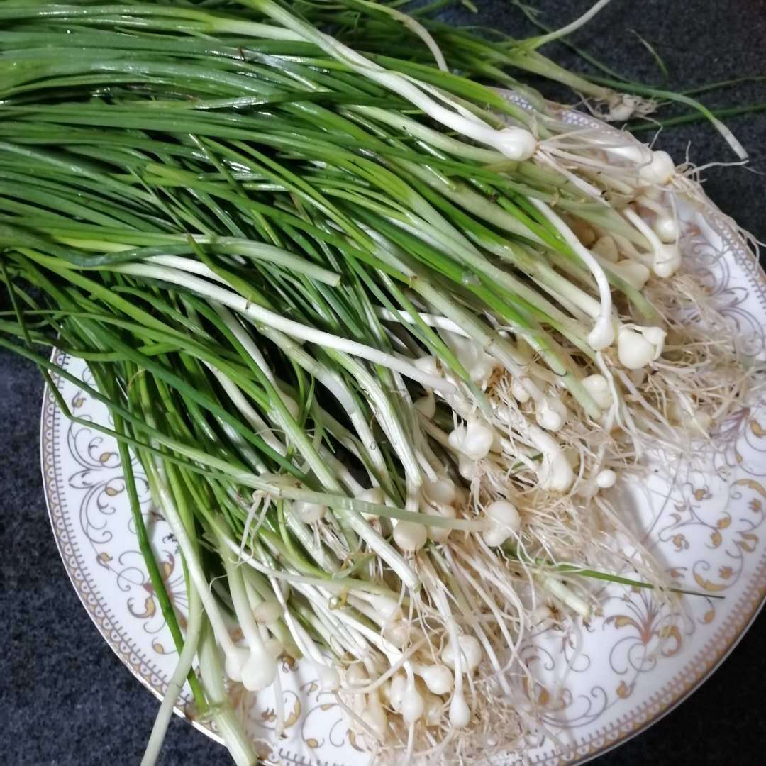 野生小蒜新鲜野葱小根蒜农家苦藠团葱现挖江西时令野菜薤白包邮