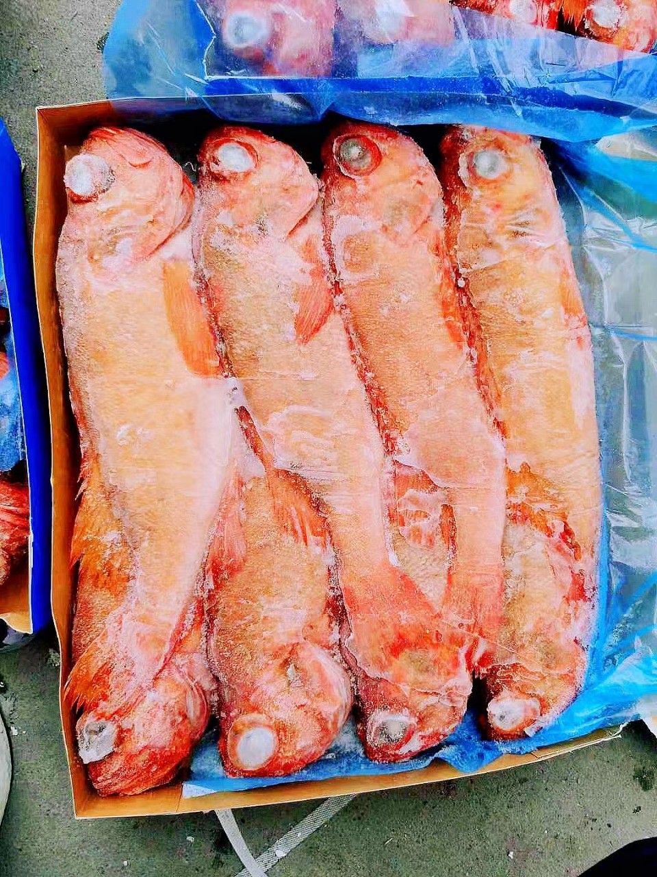 商用批发 深海冰岛红鱼22kg 挪威进口 船冻红石斑鱼 婚宴餐饮海鱼