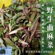 野生曲麻菜曲曲芽菜种子 野生红曲麻菜东北野菜一年种植多年收获