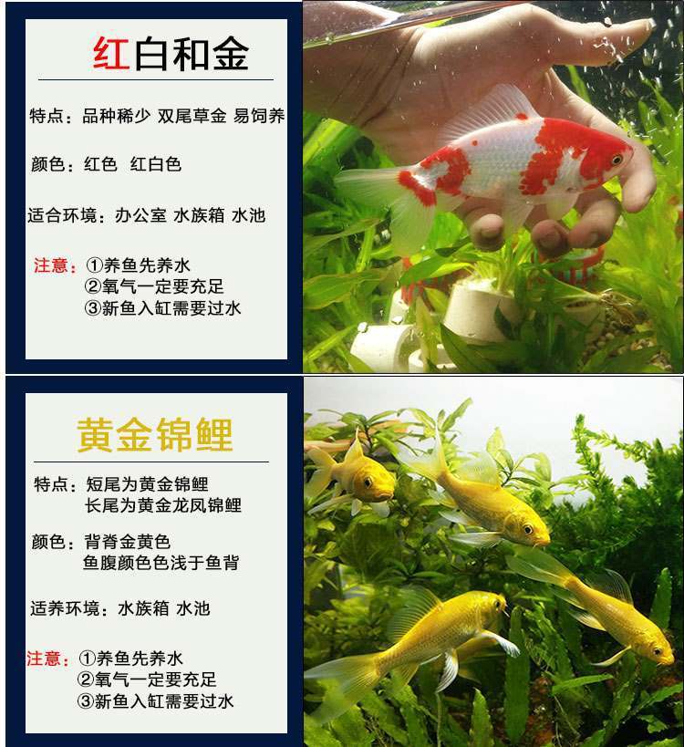 冷水观赏鱼黄金锦鲤黑草金红草金新手好养活体鱼锦鲤招财包邮包活