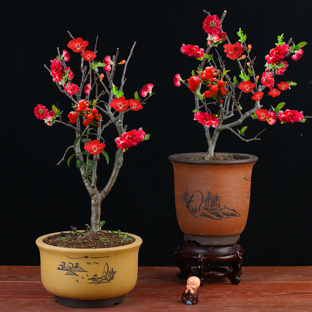海棠花盆栽好养长寿冠花卉室外植物室内盆景老桩耐寒植物四季植物