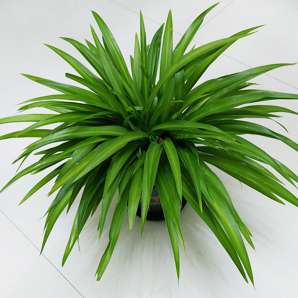 大盆金边金心青叶吊兰盆栽室内垂吊吸甲醛好养绿植办公室水培花卉