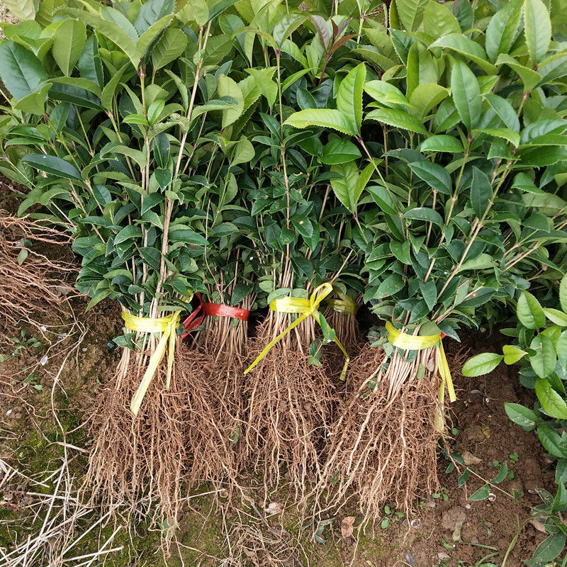 庭院盆栽地栽花卉桂花树苗金桂丹桂四季桂绿化征地用育苗小苗