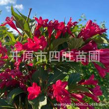 粉公主锦带花 四季锦带 红王子锦带小苗 落叶灌木露天栽植花卉