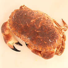 爱尔兰面包蟹生冻超大即食黄金蟹珍宝蟹梭子蟹母鲜活水产螃蟹新鲜