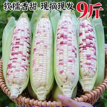 广西花糯玉米新鲜现摘带皮生的软糯香爆浆甜玉米棒子苞谷当季