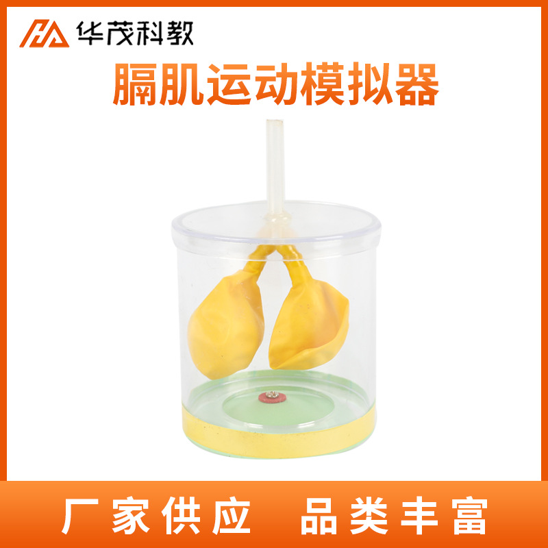膈肌运动模拟器人体肺呼吸运动模型实验器初中生物教学仪器