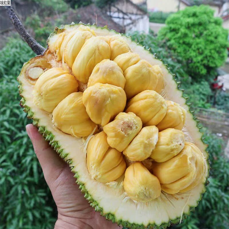 海南榴莲蜜当季新鲜热带水果尖蜜拉多肉迷你湿包带壳菠萝榴莲蜜5