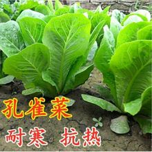 孔雀菜种子 生菜种籽四季青菜沙拉菜种孑庭院阳台盆栽秋冬季菜籽