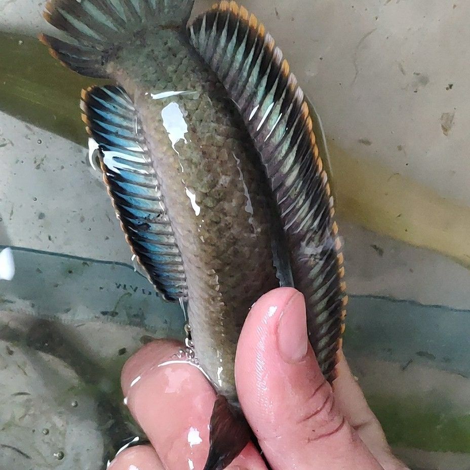 南鳢彩虹雷龙鱼七彩冷水鱼龙鱼淡水鱼观赏鱼活体凶猛彩虹雷龙包邮