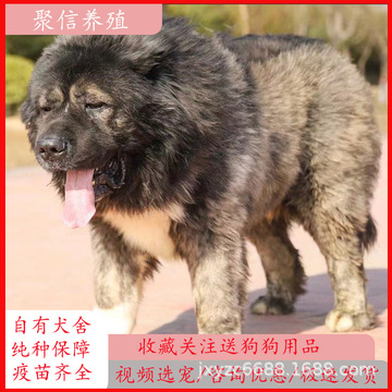 纯种高加索活体幼犬家养土狗护卫犬土猎犬巨型高加索幼崽-阿里巴巴