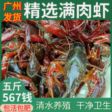 小龙虾鲜活567钱红壳淡水养殖活虾清水虾5斤【干净免刷】顺丰包邮