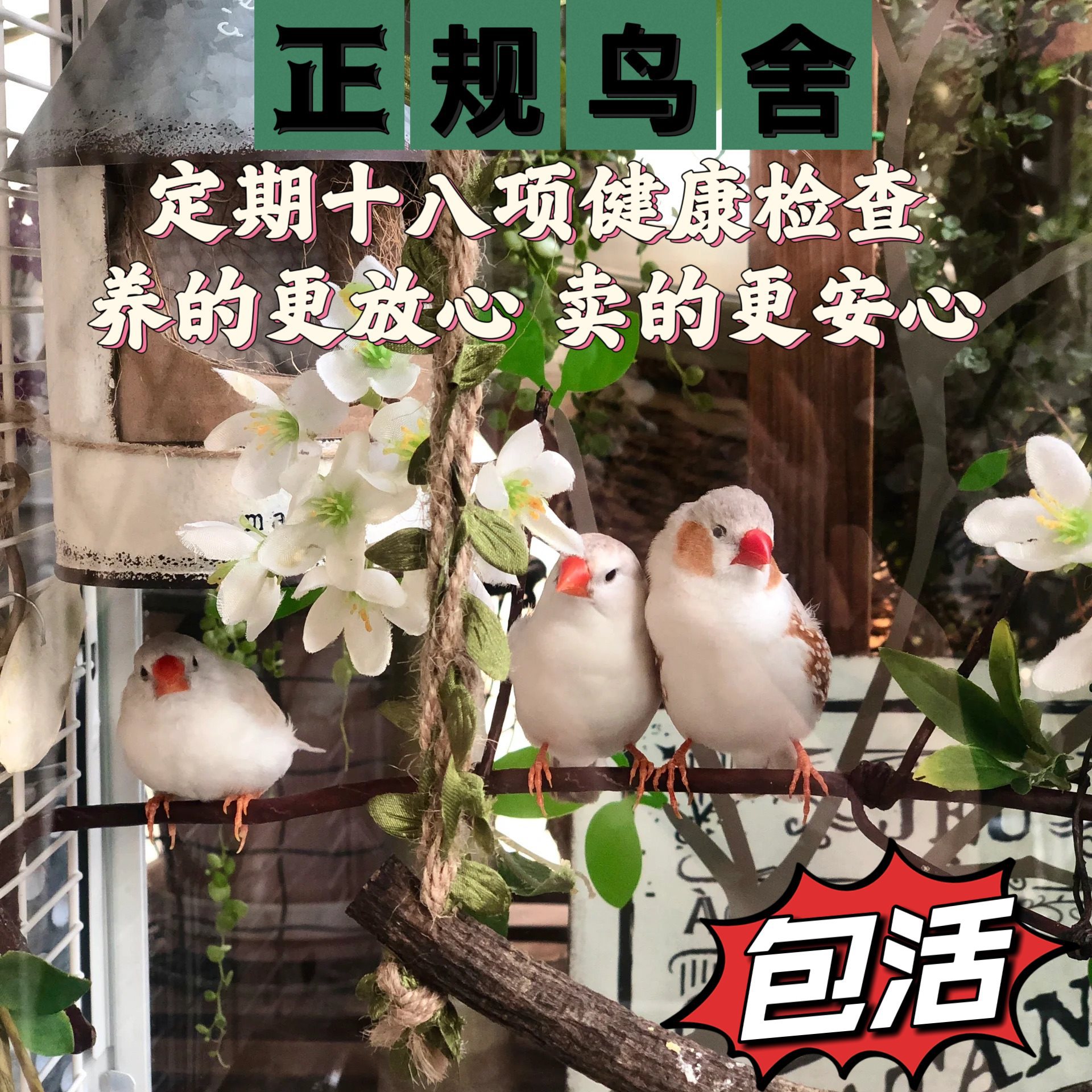 珍珠鸟活物精选驼色灰色白色珍珠手养鸟宠物鸟好养耐活珍珠鸟一对