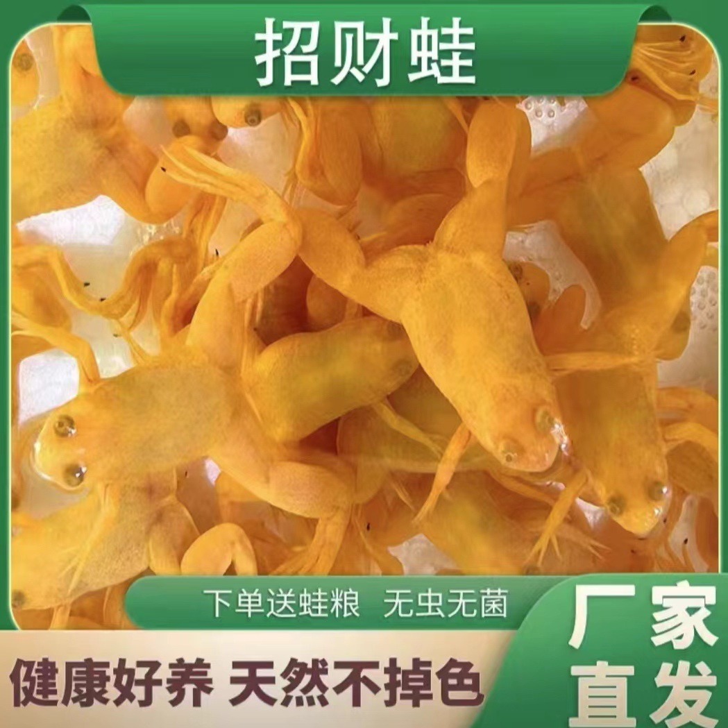 招财蛙小金蛙可爱小金蛙容易饲养宠物蛤蟆金蟾小金蛙-阿里巴巴