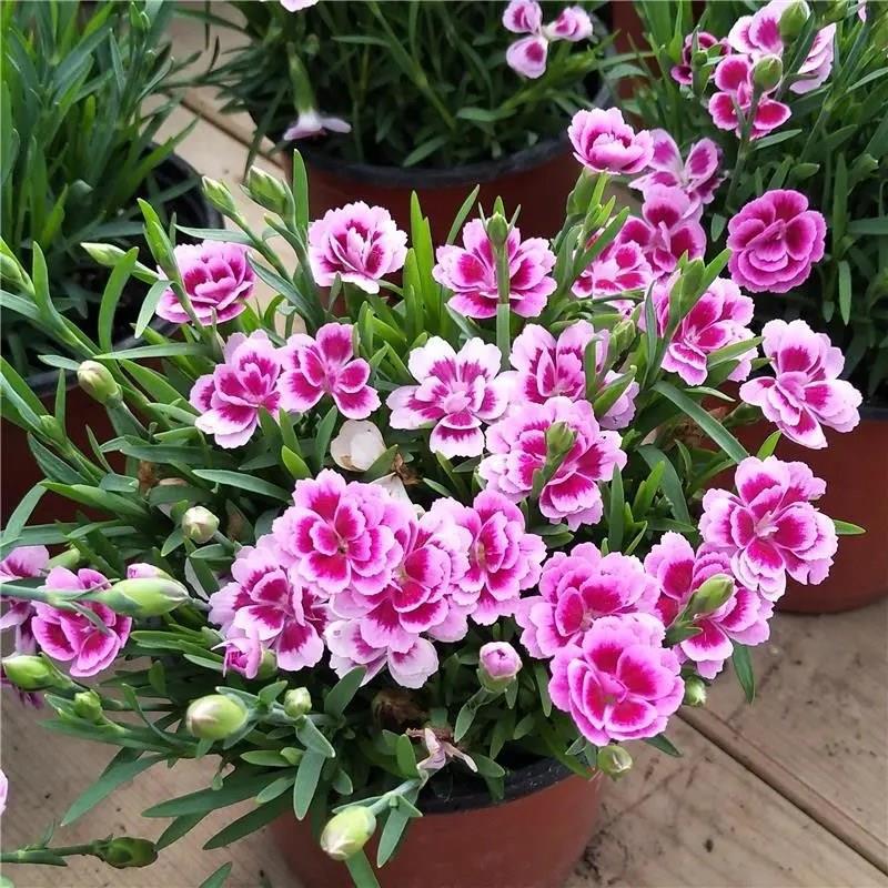 欧石竹初吻盆栽花耐寒地被绿植庭院草坪四季开花不死花卉花期长