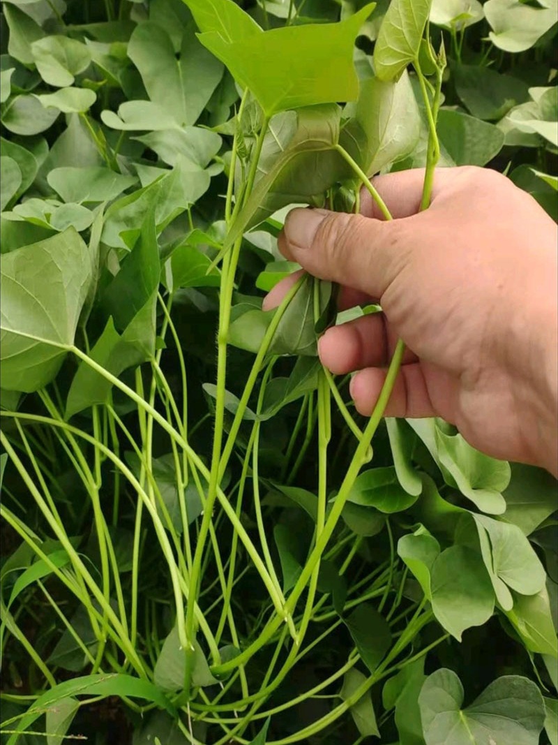 哈密红薯苗 白心蜜薯苗日本红薯秧苗优质地瓜苗农科院番薯苗100株