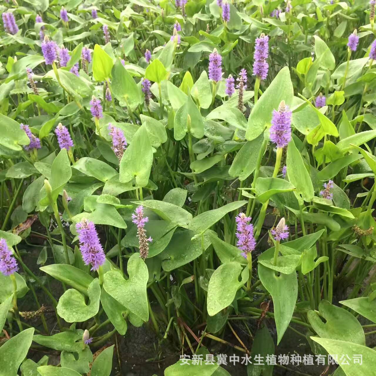 基地直供梭鱼草滨水植物 沉水植物净化水质承包种植养护-阿里巴巴