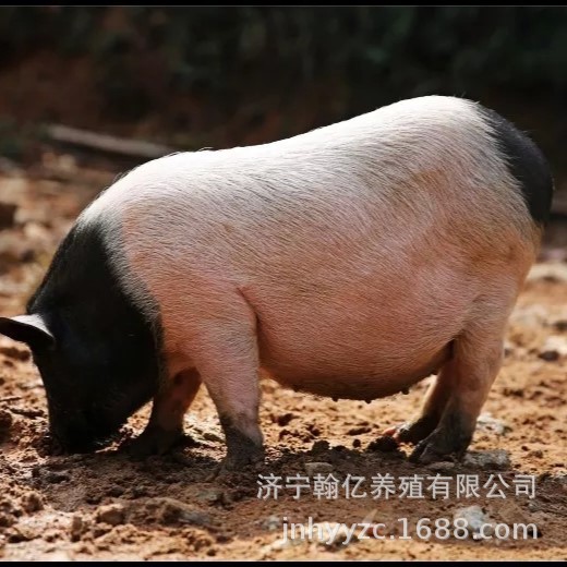 纯种巴马香猪幼苗活体巴马香猪成年猪藏香猪幼崽活体出售小猪包邮