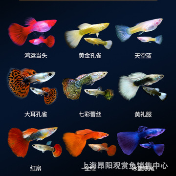 孔雀鱼活体凤尾鱼胎生热带观赏鱼红眼兰草全红大耳蓝草杂袍闪光蓝