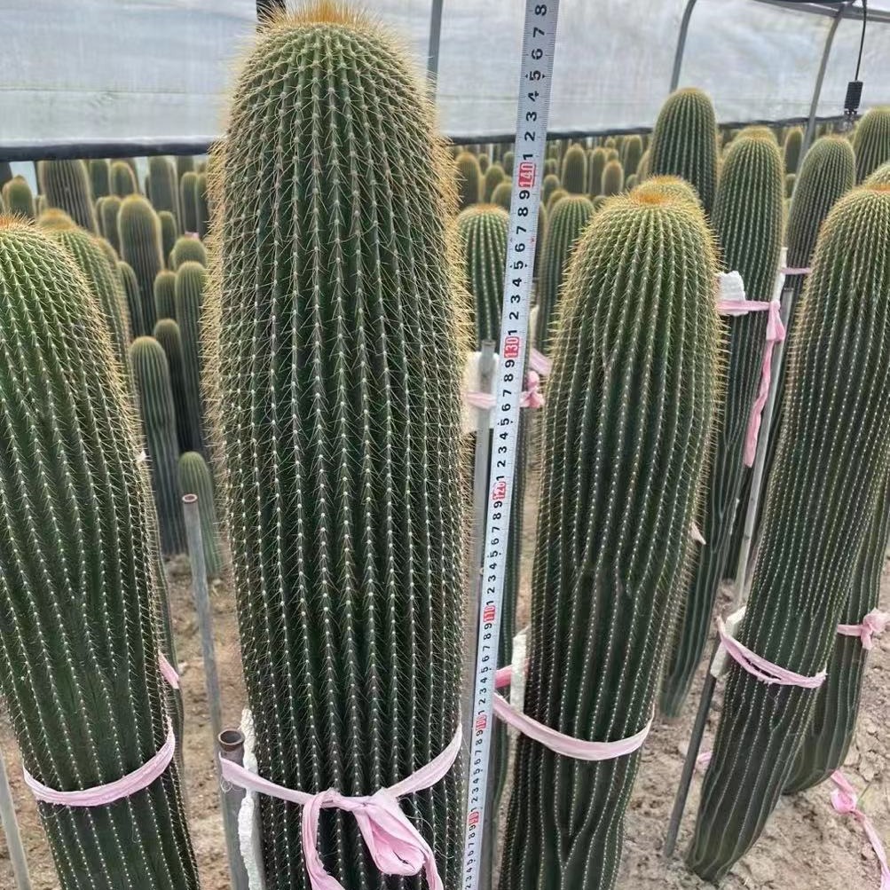 大凤龙仙人柱沙生植物景观造景仙人球-阿里巴巴