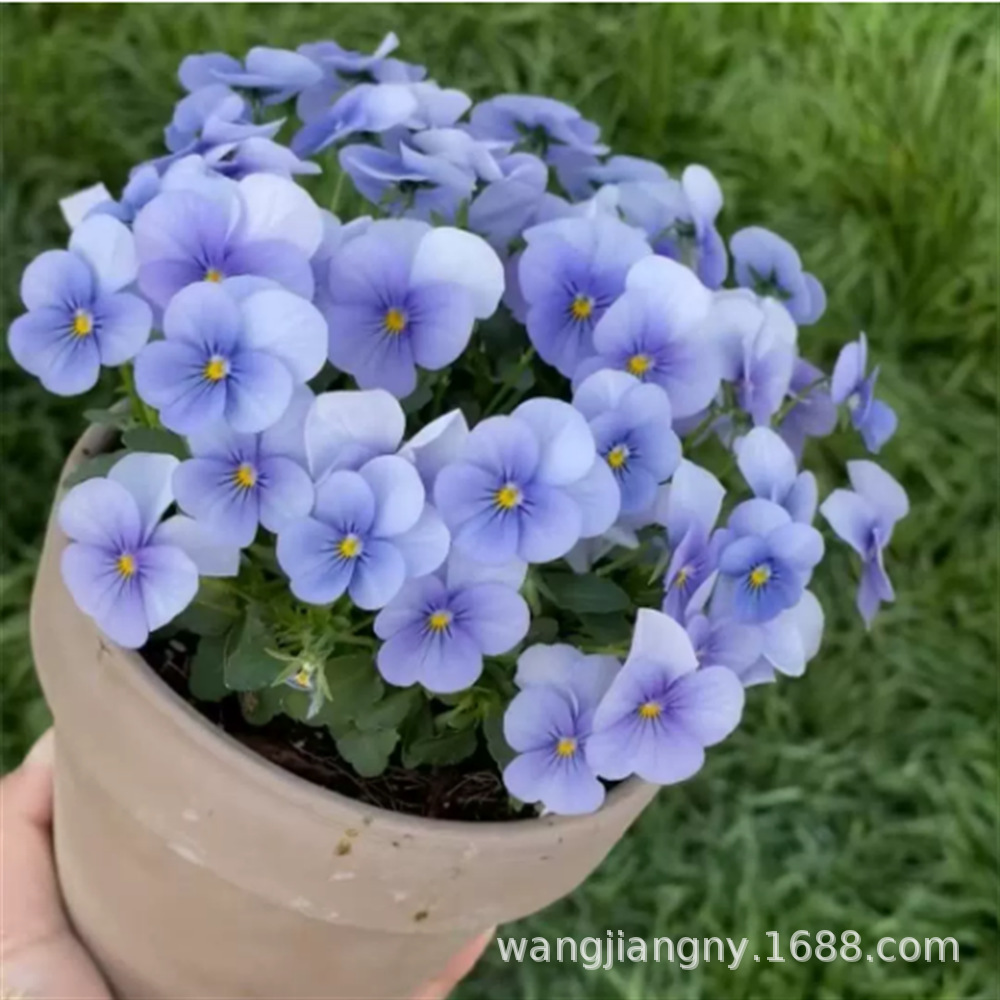 三色堇花籽冬季耐寒蝴蝶花四季播种易活阳台室外庭院秋播角堇种子