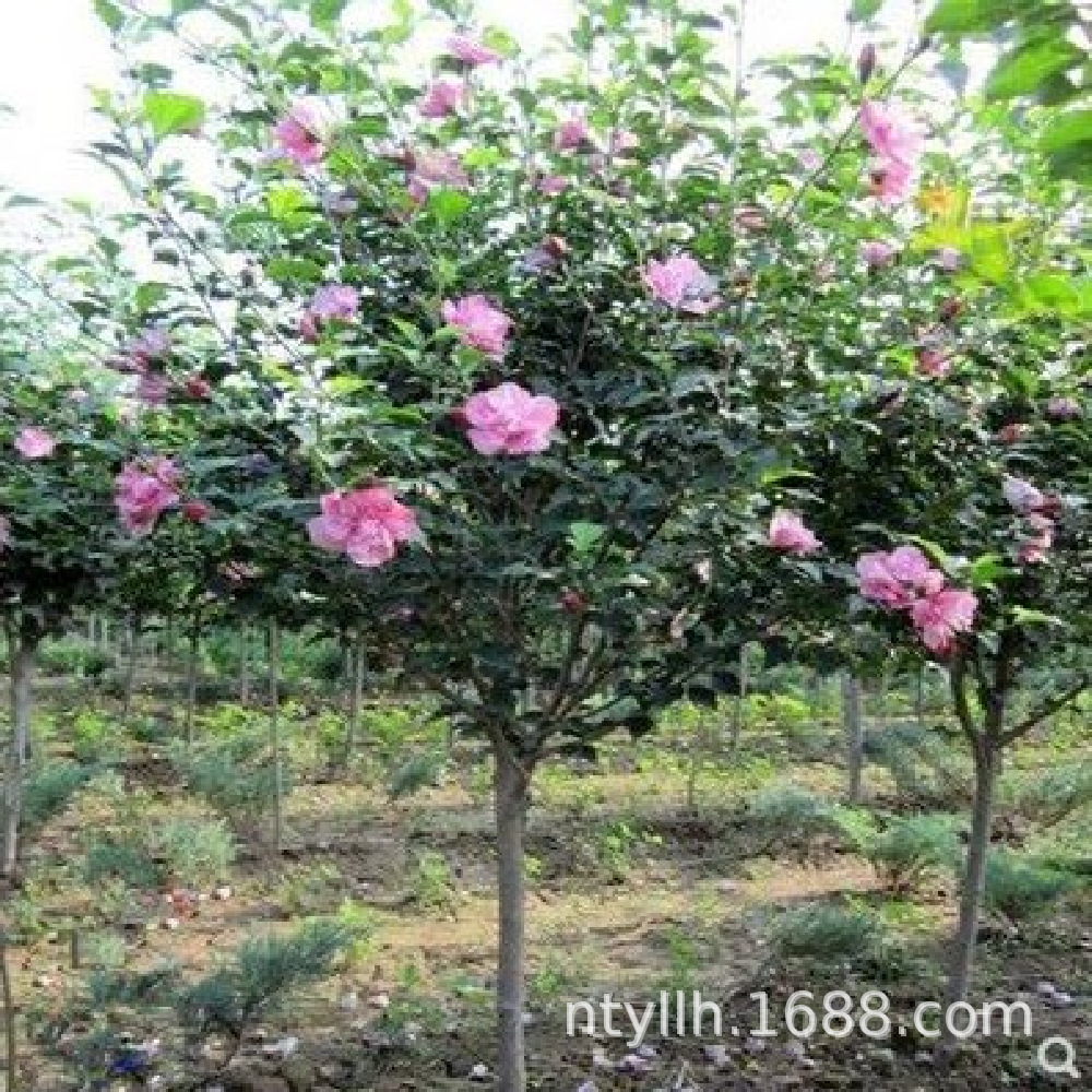 木槿花树苗花卉独杆地栽草本趣味容易带土 庭院阳台重瓣四季种植