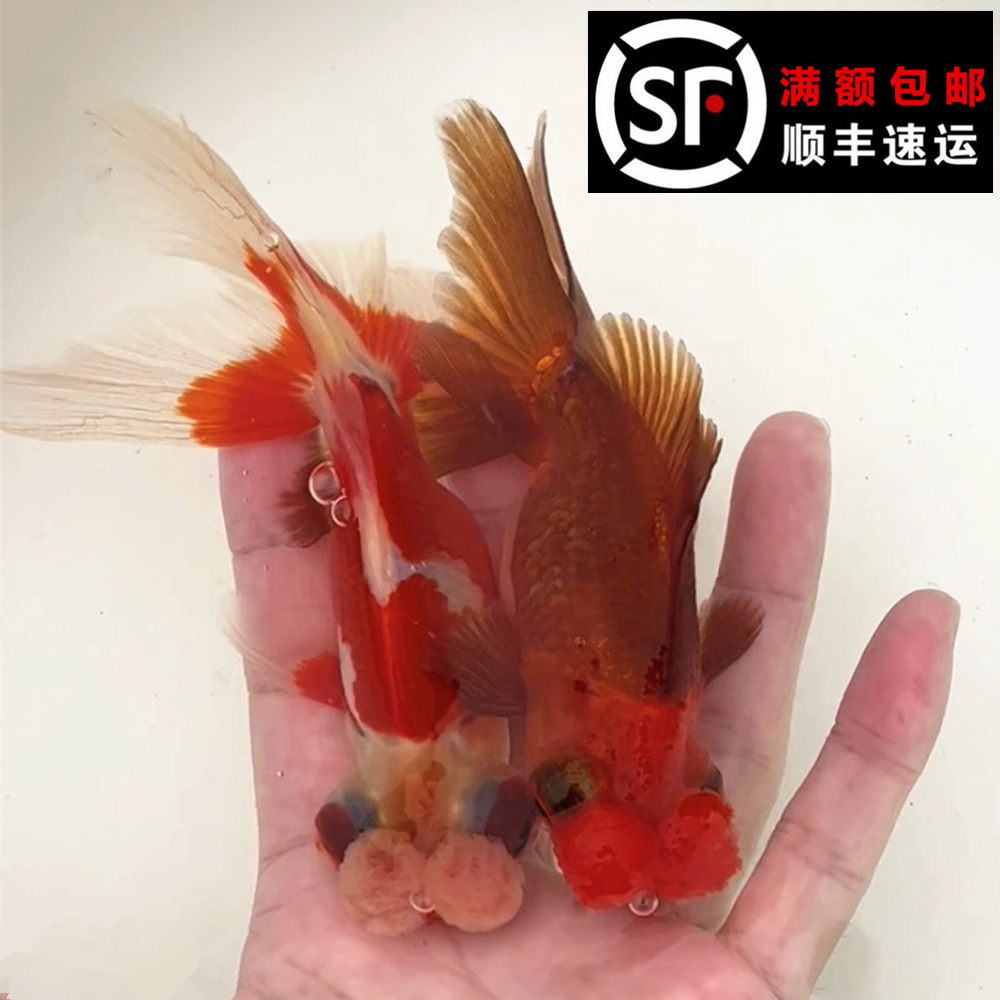 紫身绒球蛋种双顶红绒金鱼观赏鱼冷水鱼鱼场直销好养易活_阿里巴巴找