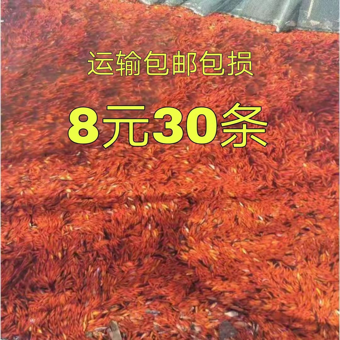 草金鱼活体冷水淡水观赏小红鱼龙鱼大型热带鱼活鱼活食饲料鱼
