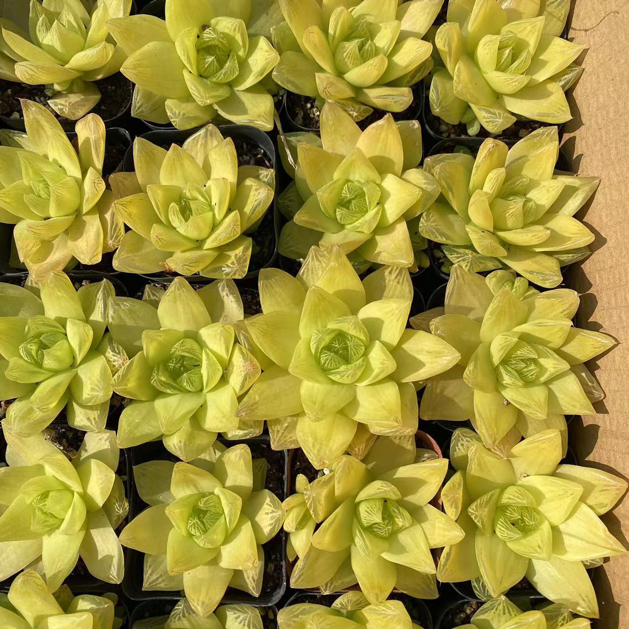 黄金凝脂菊实拍6.