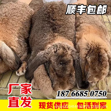 灰色公羊兔种兔一只能长20斤重 万众种兔养殖场供应批发