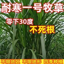 耐寒一号多年生牧草种子四季常青高产养殖牛羊鱼兔牧草畜牧草种籽