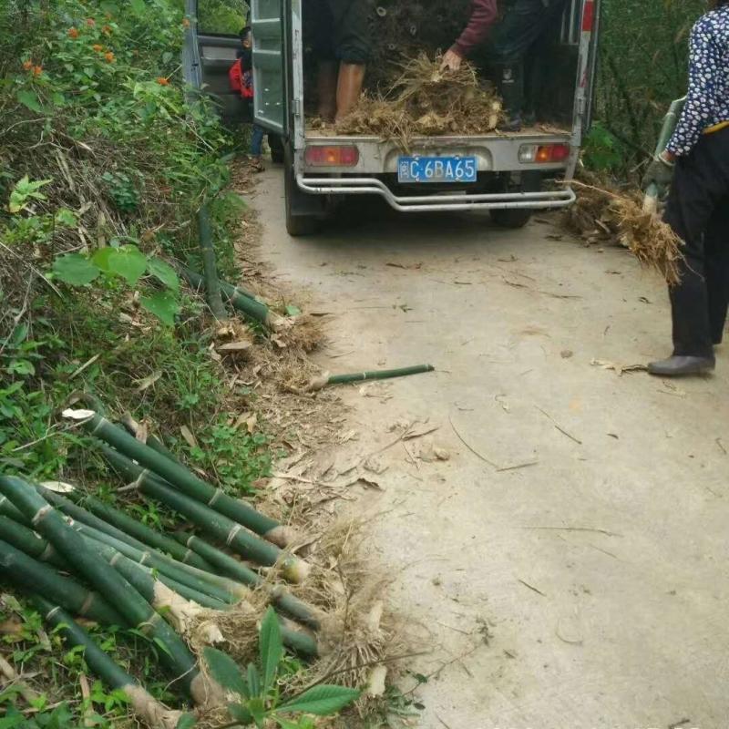 3棵装甜竹笋苗马蹄笋苗种植食用绿竹笋苗原土包装夏季笋农产品