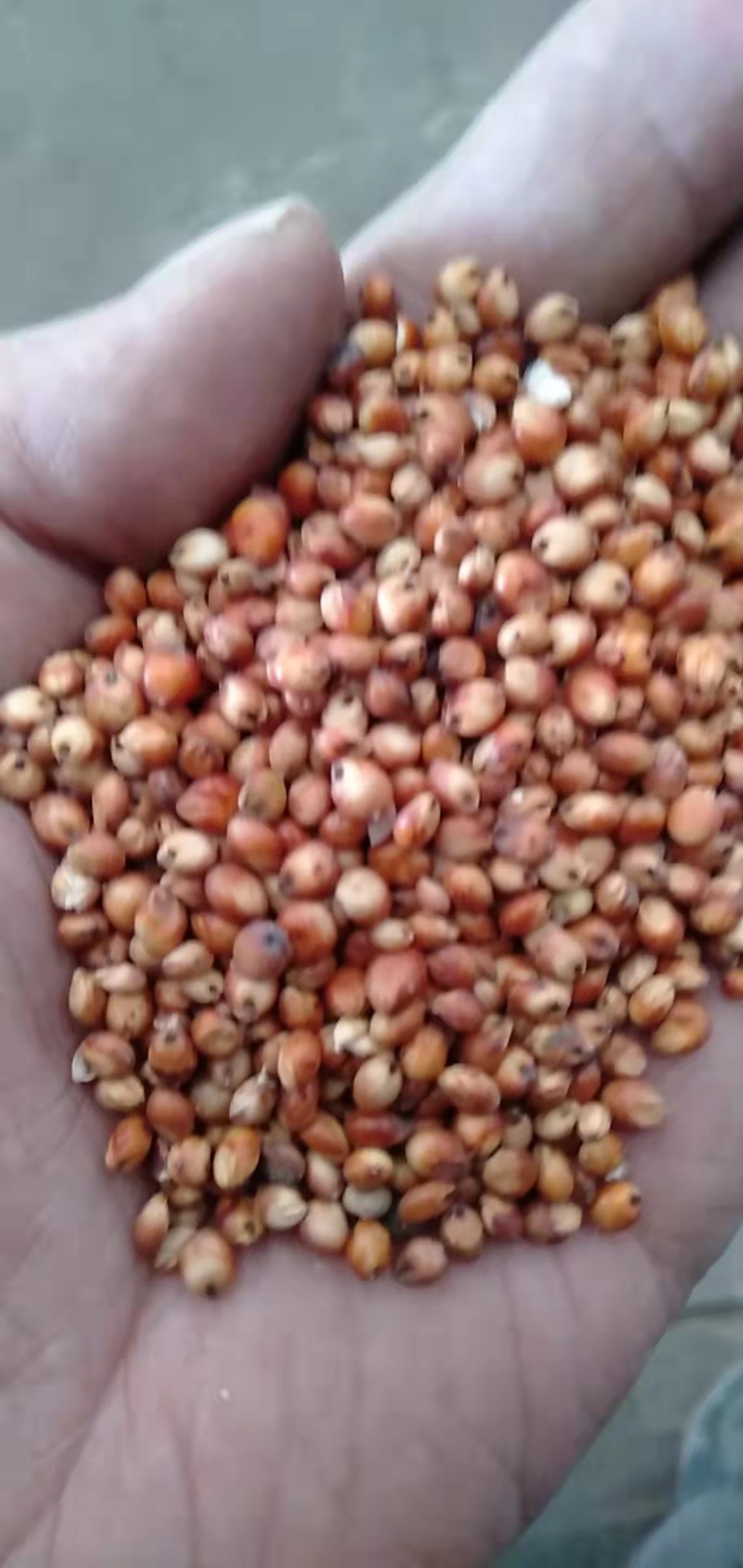 阿根廷产半糯型高粱酿酒酿醋喂鸽