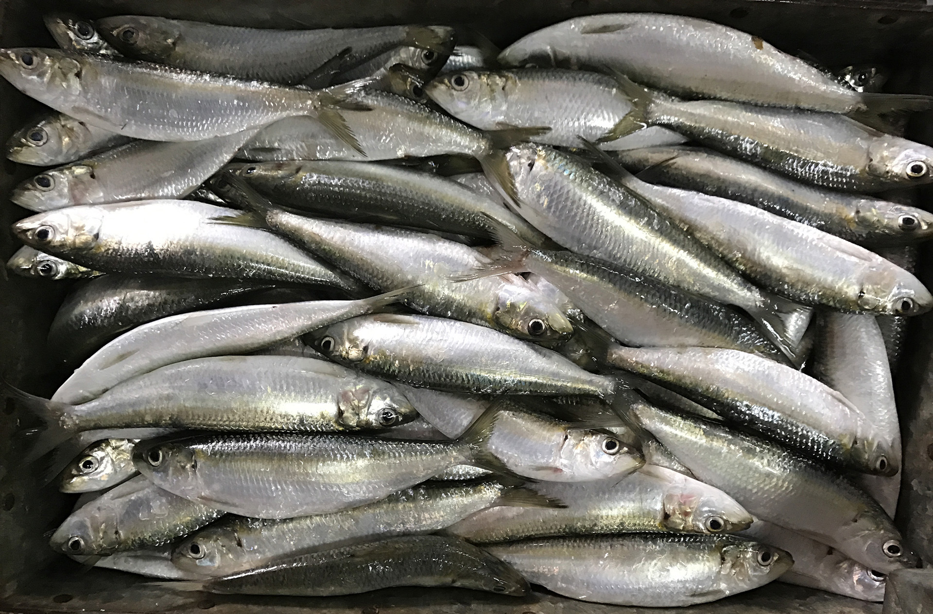 冷冻水产沙丁鱼灯光围网a 90-100温鱼姑鱼钓饵鱼饵罐头材料 冻品