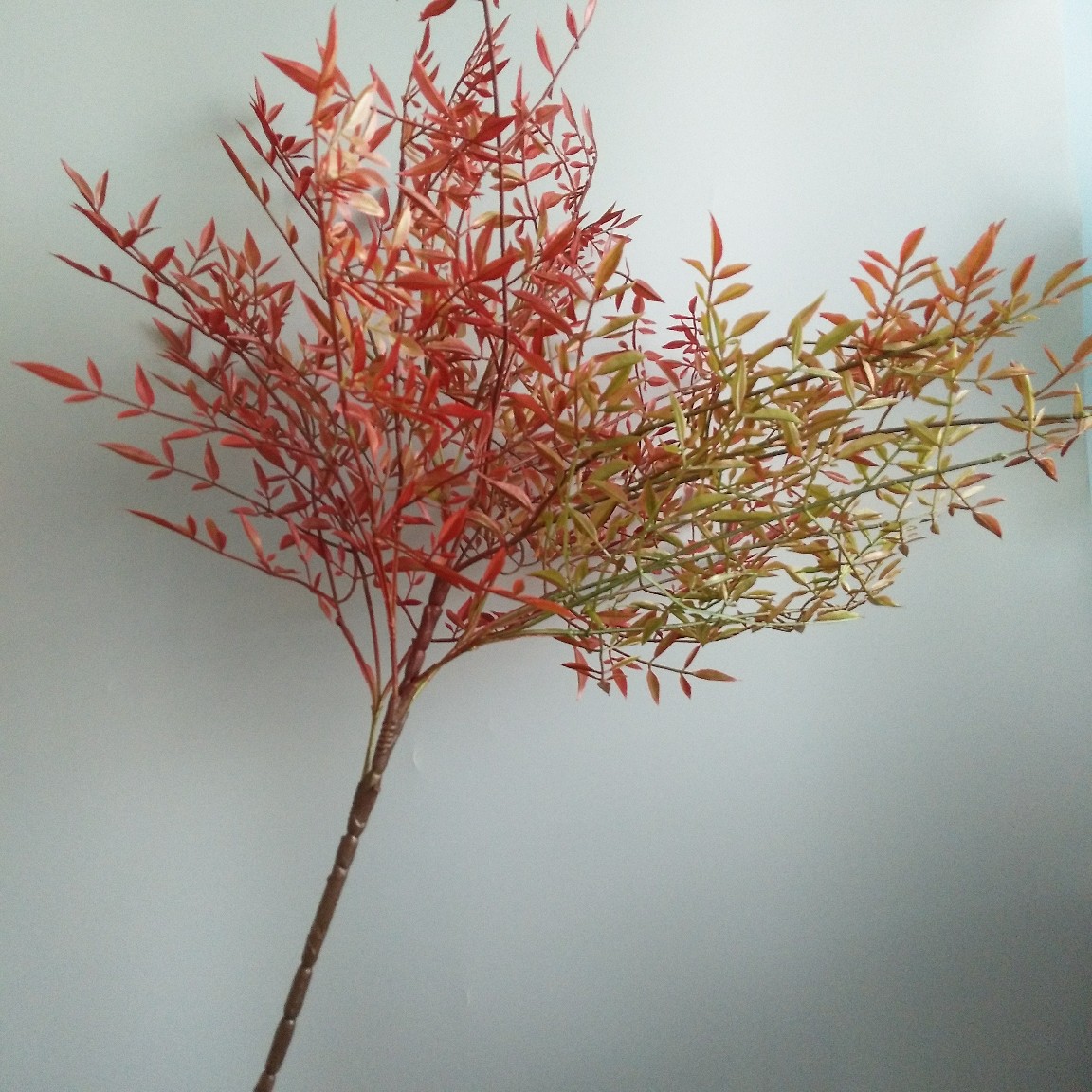 仿真植物软胶南天竹 天葵竹 新中式家居酒店样板间装饰 摄影婚庆