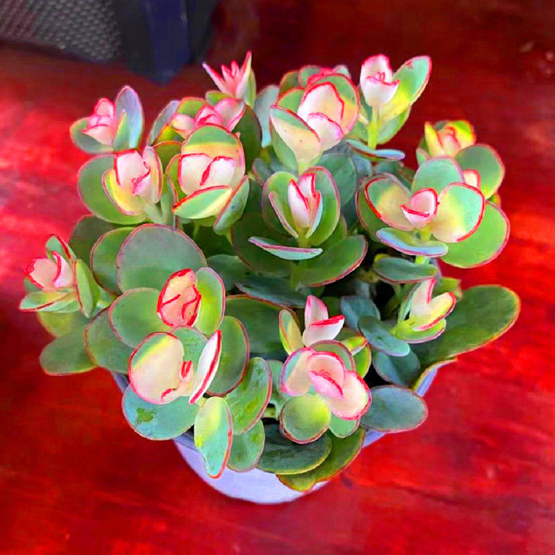 云南花卉彩色贝壳锦多肉植物含盆带土高级精品客厅美观盆吸甲醛