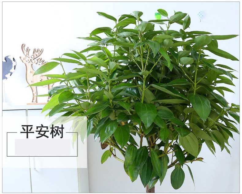 平安树幸福树盆栽大型绿植花卉树苗小盆栽室内客厅办公室植物盆景
