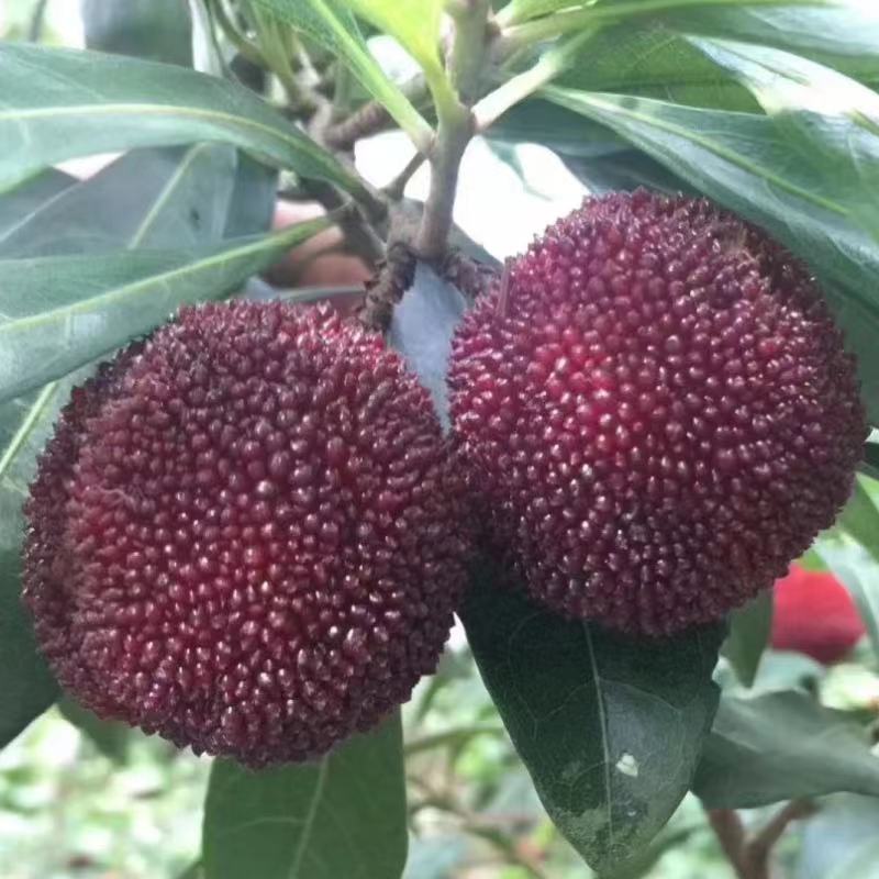 浙江杨梅树苗台州杨梅苗 仙居东魁杨梅树小苗 果树苗