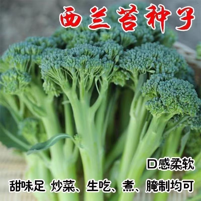 西兰苔种子种籽西兰花芥蓝芥种子兰菜心四季阳台种菜盆栽蔬菜种孑