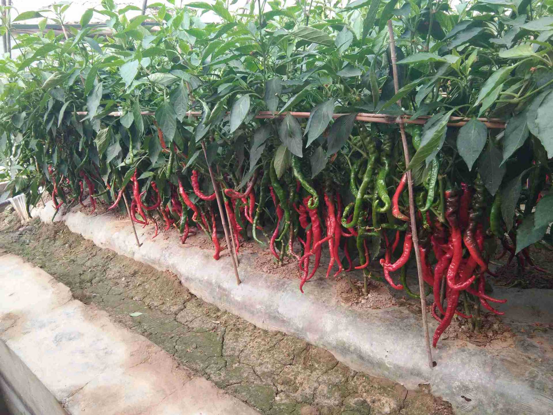 精品航椒2号,太空搭载选育,优质高产,长羊角螺丝椒.