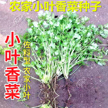 四季小香菜种子阳台室内花卉盆栽庭院蔬菜种子四季种植香菜籽种子