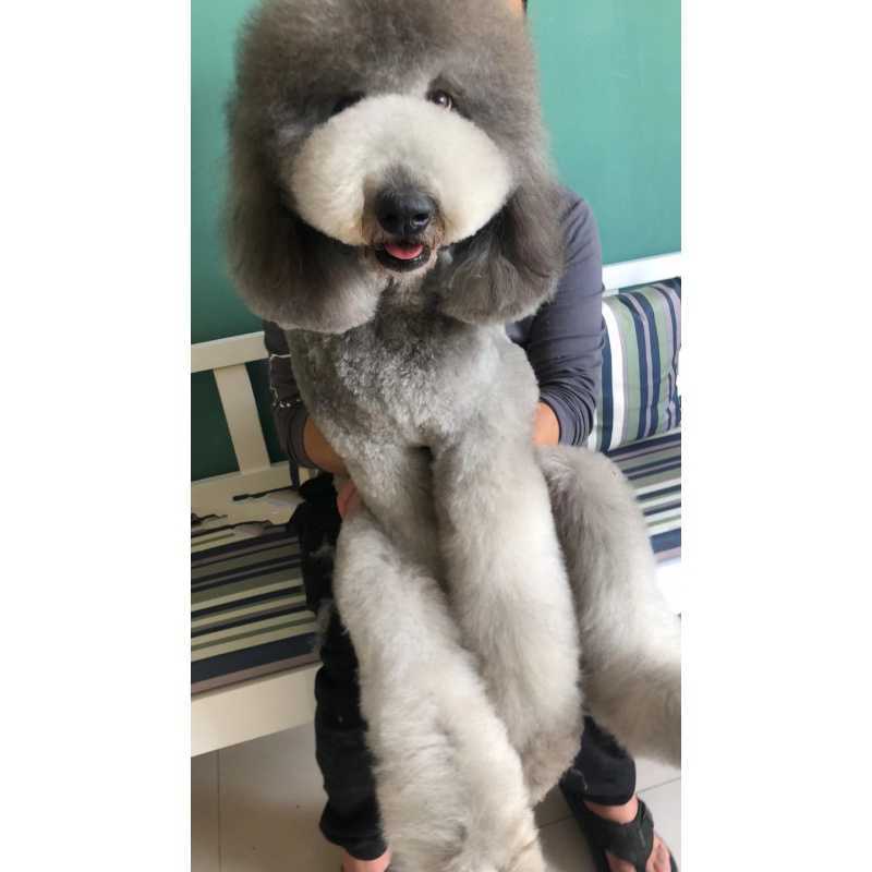 出售纯种巨贵幼犬宠物狗幼崽大型犬贵宾巨型犬泰迪狗狗