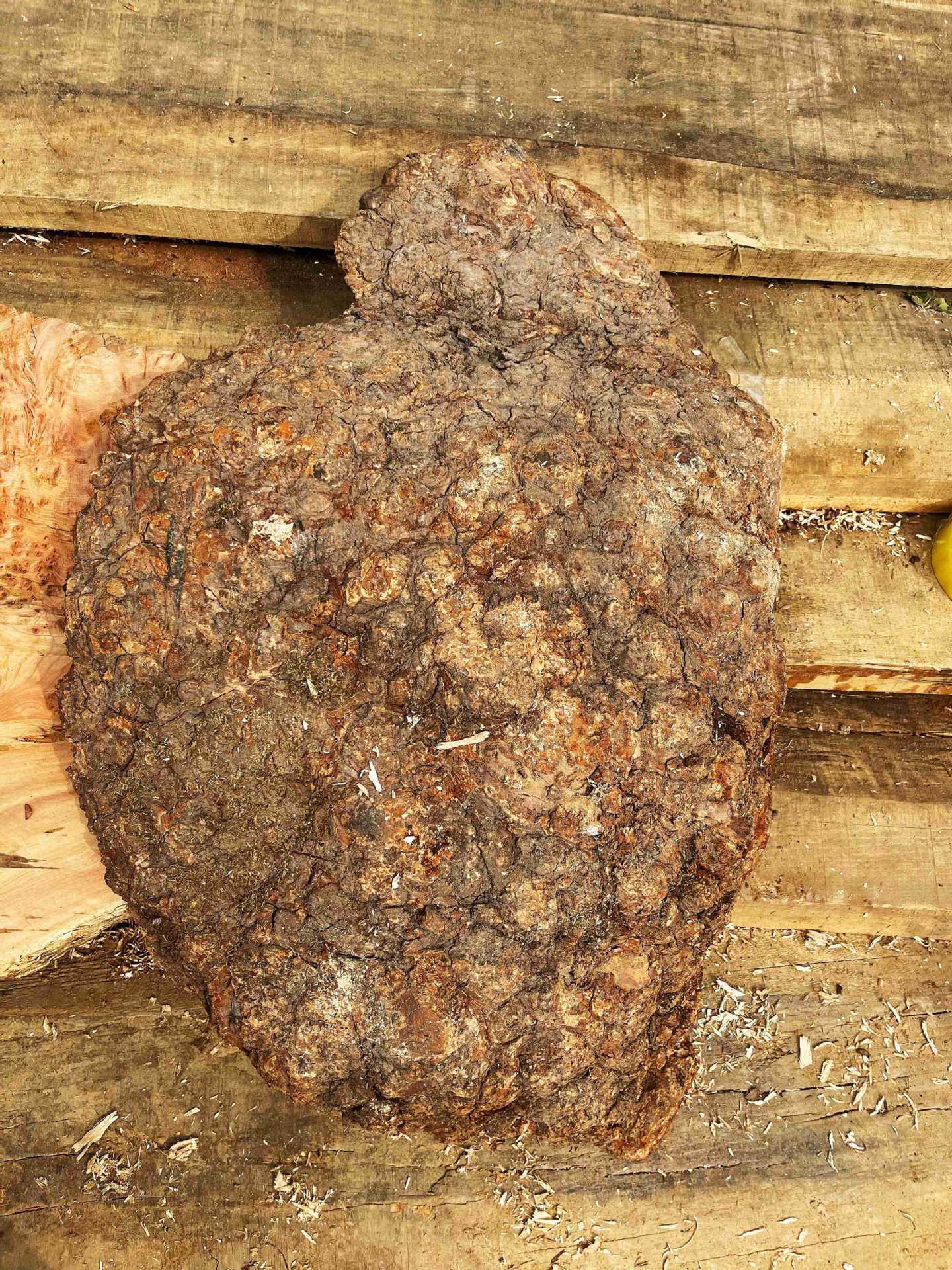 红金樟红山香果树瘤板材大板木茶盘定制树瘤原材料瘿木定制茶盘