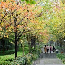 五角枫种子 三角枫种子 元宝枫 青枫种子 五角枫树种子元宝枫树籽