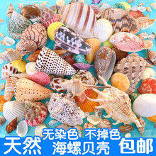 包邮天然海螺贝壳珊瑚地台鱼缸造景装饰寄居蟹手工diy漂流瓶套装