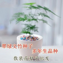 文竹种子净化空气除甲醛桌面盆栽花卉多年生常绿藤本植物批