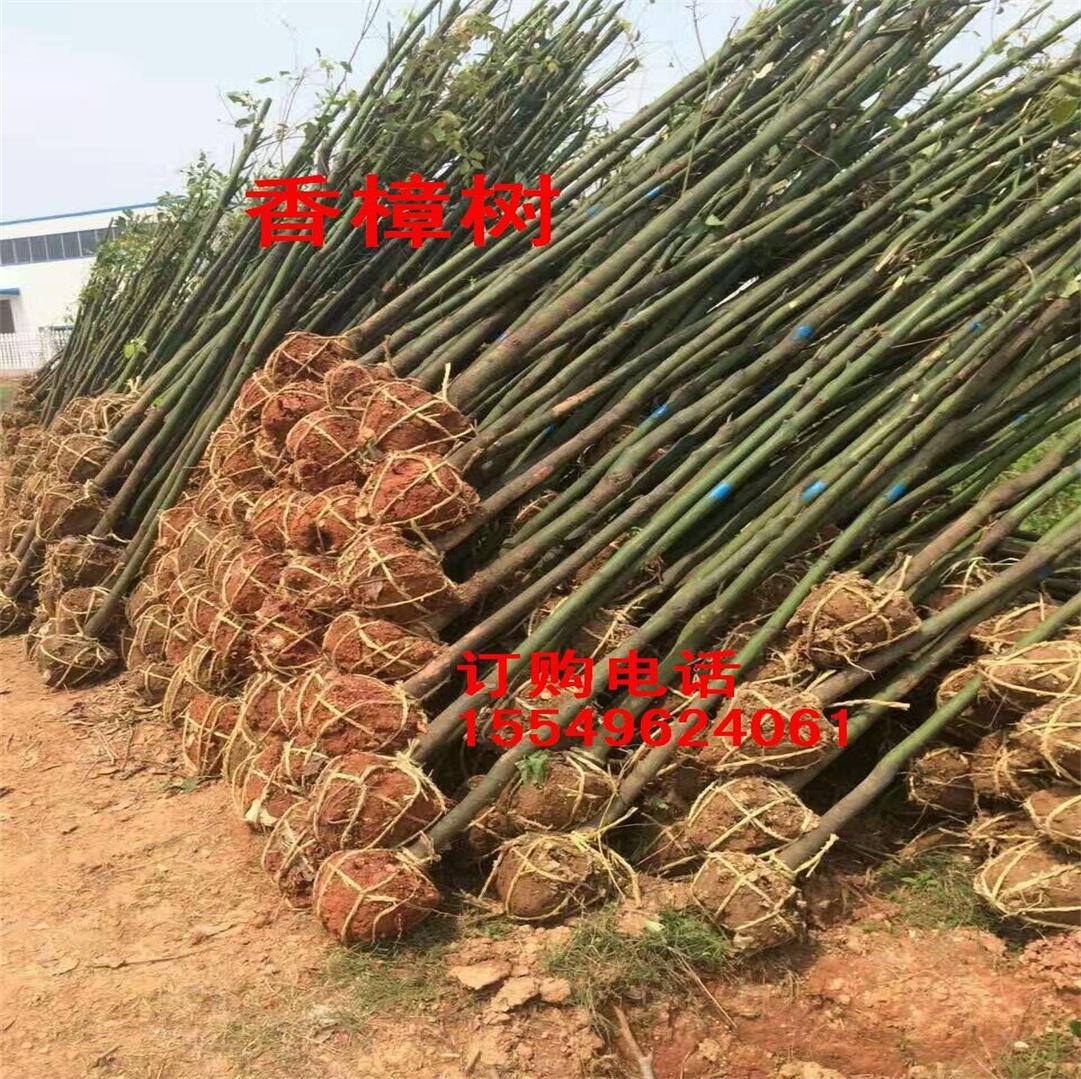 香樟树各种规格香樟树大叶香樟树小叶香樟树庭院小区栽香樟树价格